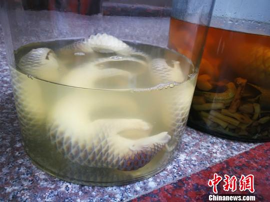 南宁海关摧毁特大濒危野生动物及其制品走私网络