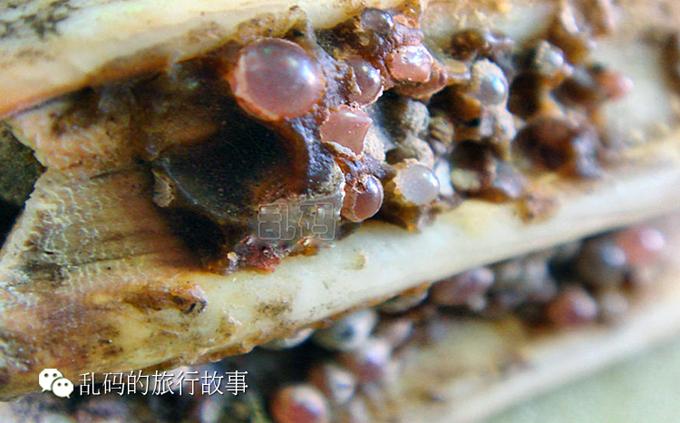 山西千年木塔供奉罕见佛牙舍利竟连大炮也轰不倒!