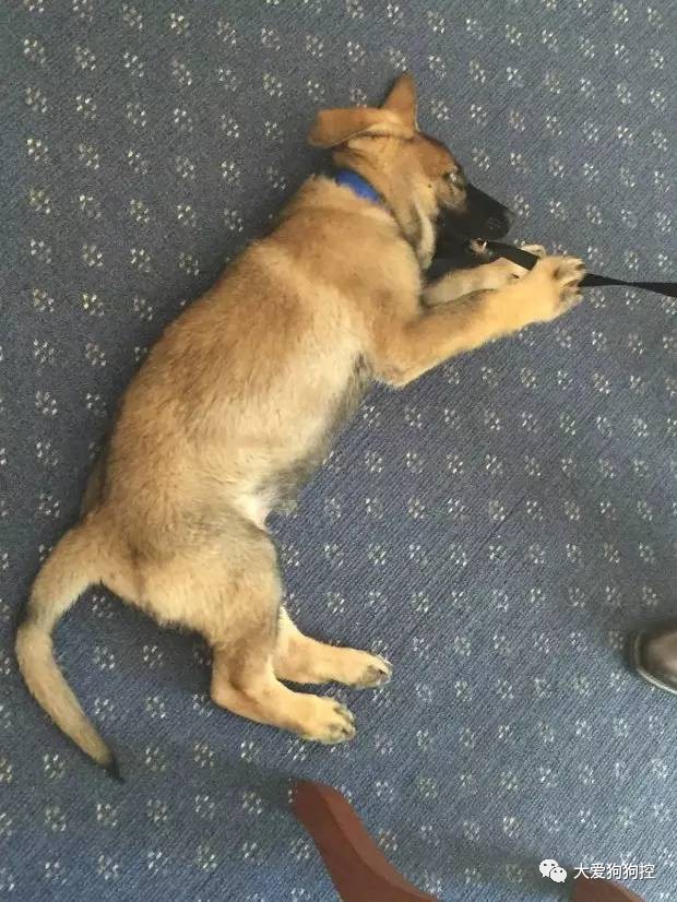 人家汪一声就能吓破人胆,而这货就会倒地翻肚的卖萌撒娇 打打杀杀的多