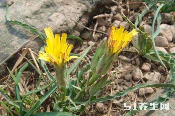 农村野味儿除了大鸡腿另一个就是老虎嘴了真是个好东西