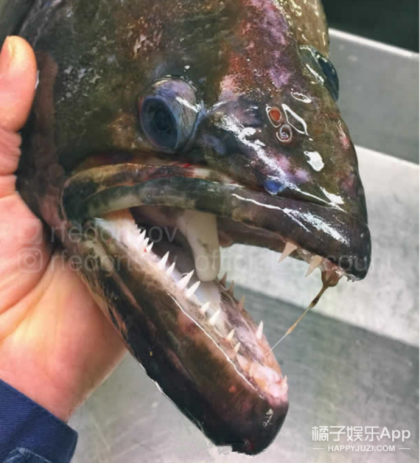 别猜了,我就叫独眼鱼. 赶紧来一打蒜蓉扇贝压压惊.