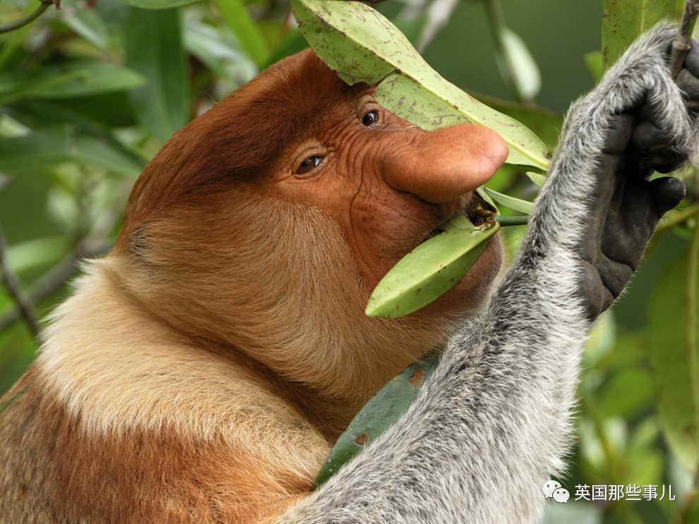 鼻子越大老婆越多?嗯,在这群东南亚猴子中,没个大鼻子,很难找到老婆