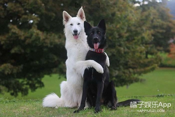 这一黑一白两只牧羊犬结婚了,婚纱照也太甜了吧