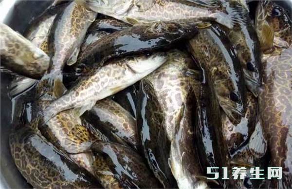 农村河边的野生母猪鱼营养价值极高现在都快绝种了