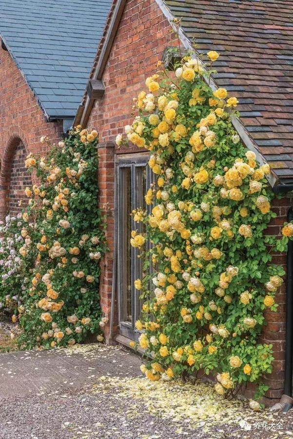 要是有个这样的花墙谁还愿意上班啊