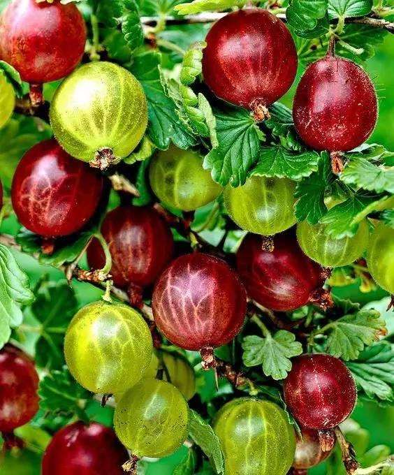 快自查_凤凰财经