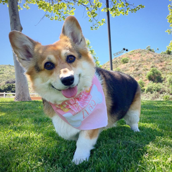 永远乐天派的爱笑柯基在水里的模样真是太疗愈了