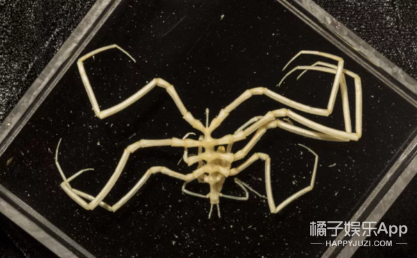 比如他们发现了海底的竹节蜘蛛:最近,国外科学家完成了在澳洲西部长达