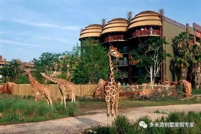 亲子|全球最值得去的6家动物园酒店,带娃住进疯狂动物城!(下)__凤凰网