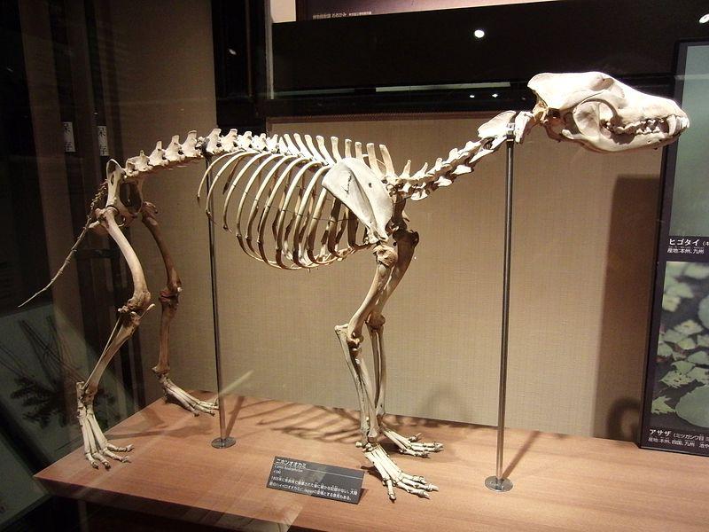 狼的骨骼结构图图片