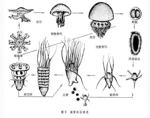 海月水母生活史图解图片
