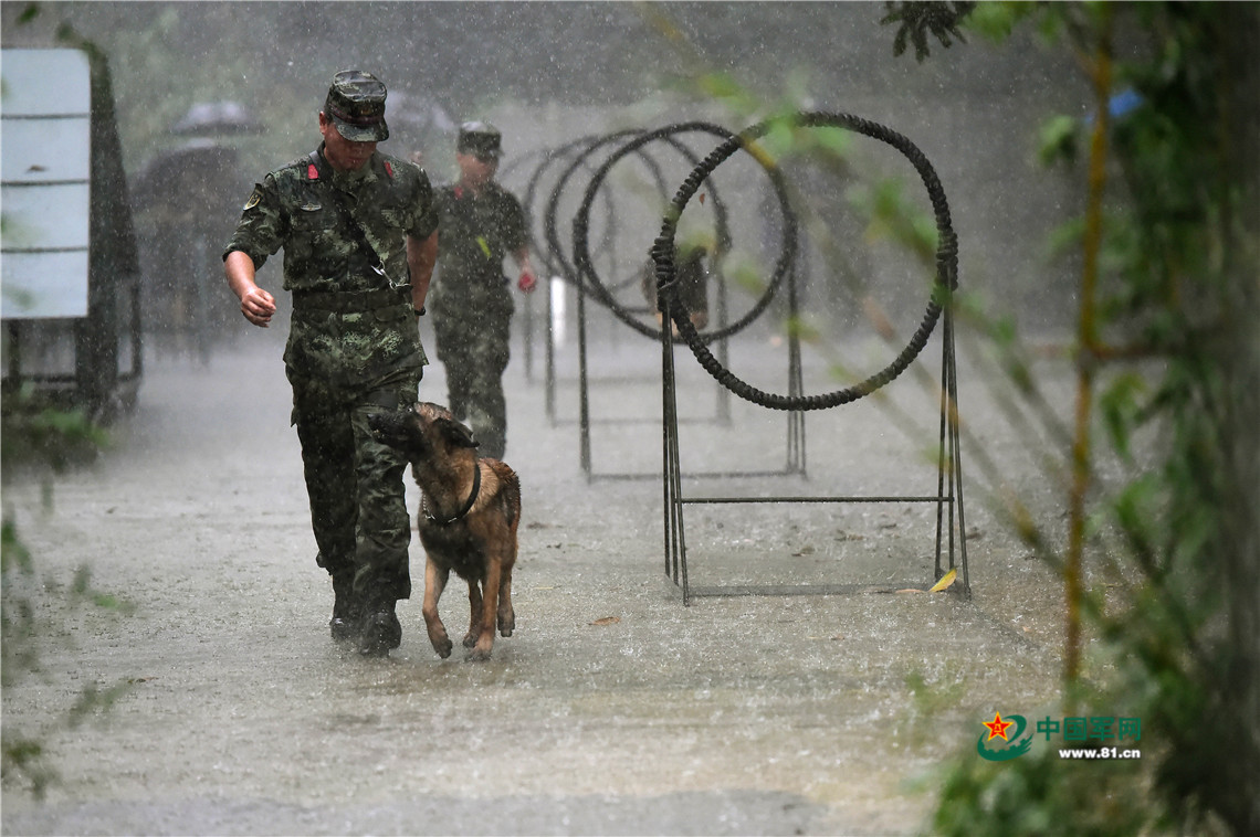 狼兵出击 军犬雨中跨障三连拍