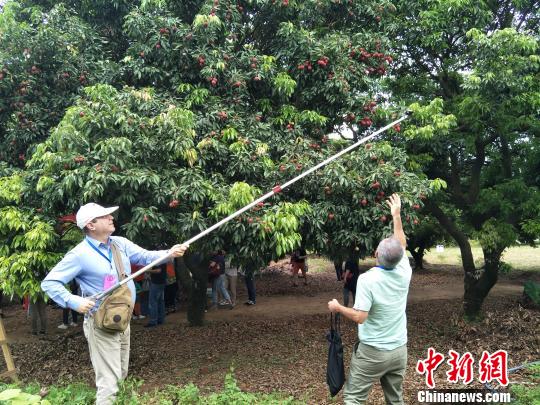 图为外国驻穗领事馆官员用工具摘荔枝 李映民 摄