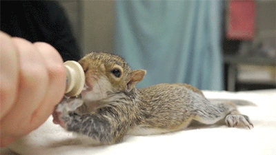 【gif分享】萌死人的小松鼠,怎么可以这么可爱