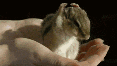 【gif分享】萌死人的小松鼠,怎么可以这么可爱