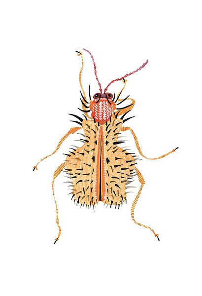 虫子们_凤凰资讯