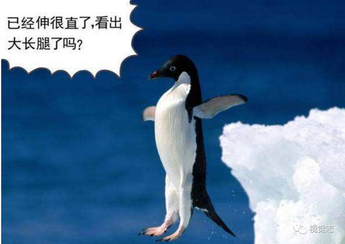 小瞧你了,企鹅兄弟.马的眼睛在哺乳动物中是最大的.