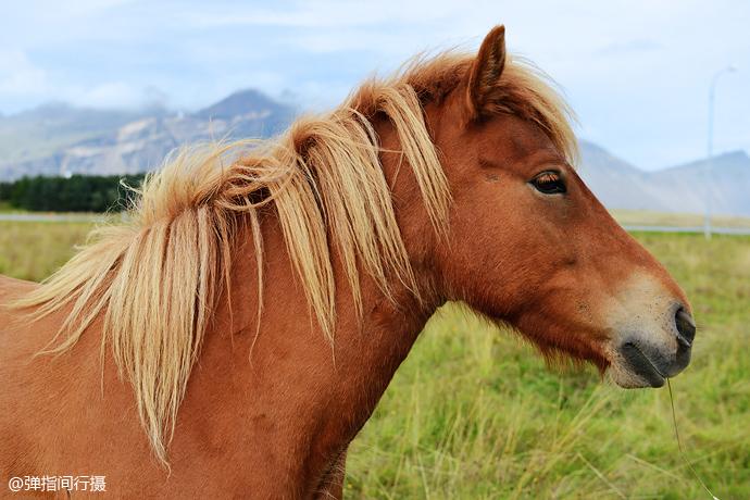 世界血统最纯正的马种,长得像马中的洗剪吹,如离开本土就有去无回