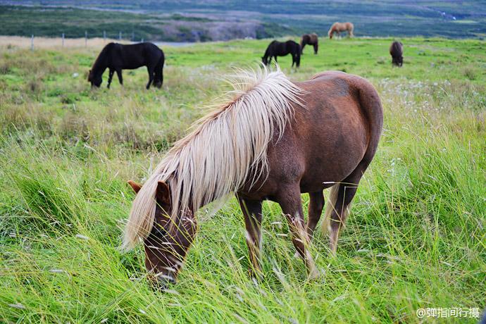 世界血统最纯正的马种,长得像马中的洗剪吹,如离开本土就有去无回