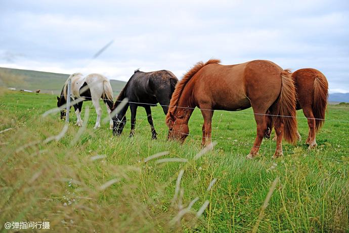 世界血统最纯正的马种,长得像马中的洗剪吹,如离开本土就有去无回