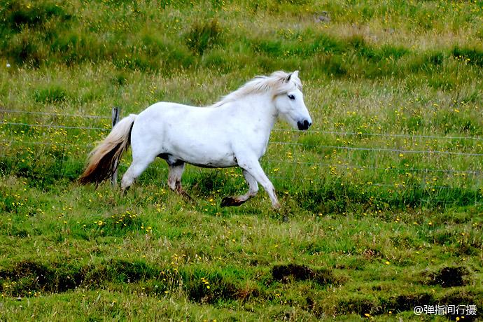 幽灵般的冰岛马,但凡爱马之人都会对它一见钟情.
