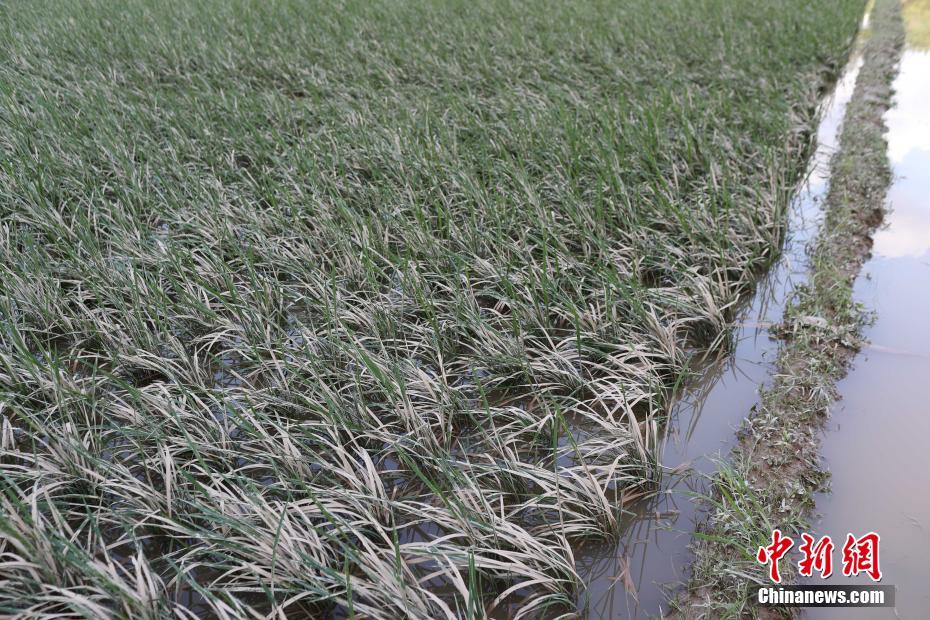 7月2日,黎平县高屯街道绞便村外被洪水淹没的农田.
