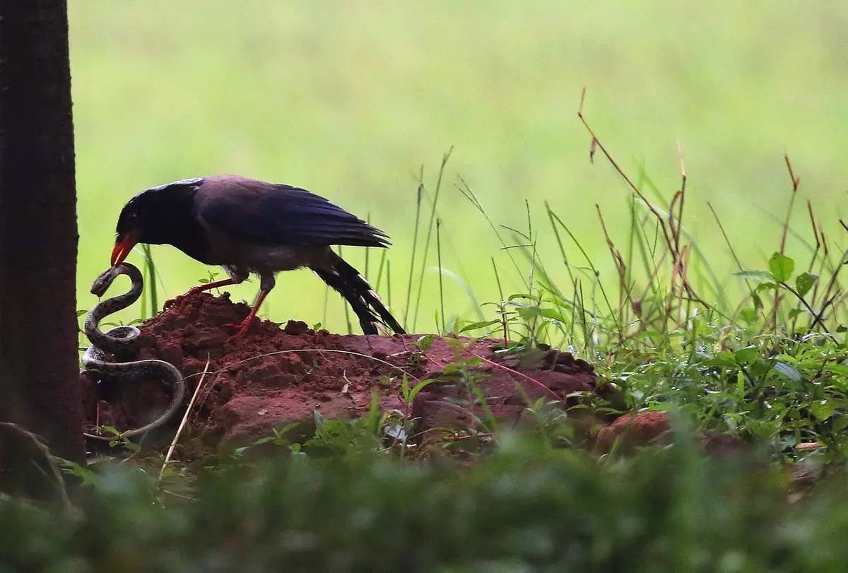 谁是天底下最烦人的鸟社会我鸦哥人冷路子野
