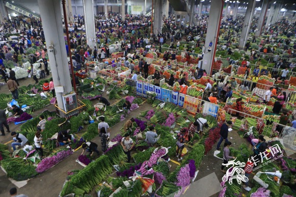 生态发展之路"网络主题活动云南站的媒体记者探访昆明斗南花卉市场