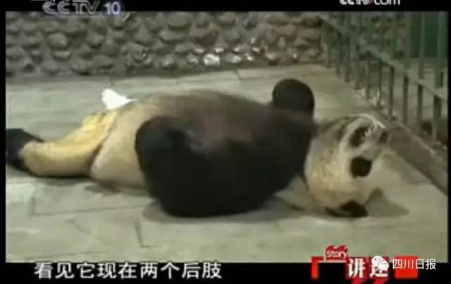 大熊猫脱裤照火爆了缘小9年了还不放过我我不要面子啊