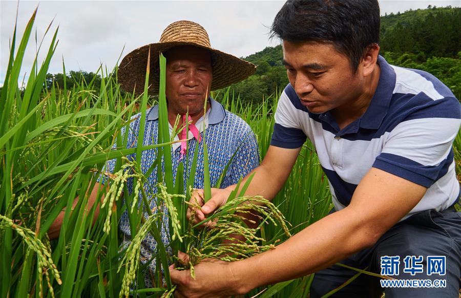 五指山:精准扶贫助力山兰稻飘香