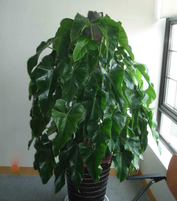 绿宝石喜林芋又称绿宝石或者长心形绿蔓绒是一种旺家类植物