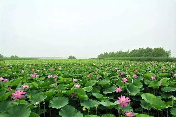 太白湖新区 荷满新区 邹城 在希望的田野上