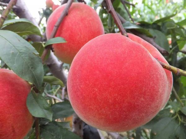 肥城之约|肥桃,期待与你最美的相遇