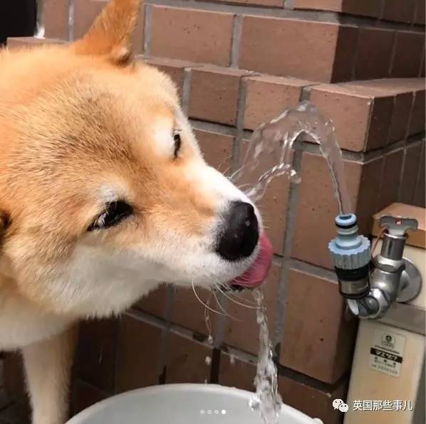 柴犬北登喝水图片