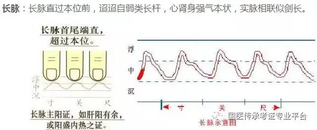 虚脉类 微脉 数脉 濡脉 结脉 革脉 促脉 迟脉 长脉