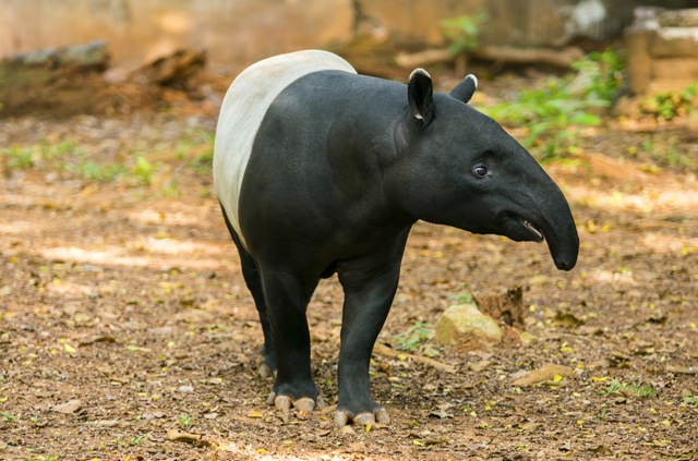 safari马来貘是现存的五种貘中最大的一种,其它四种——拜尔德貘,山貘