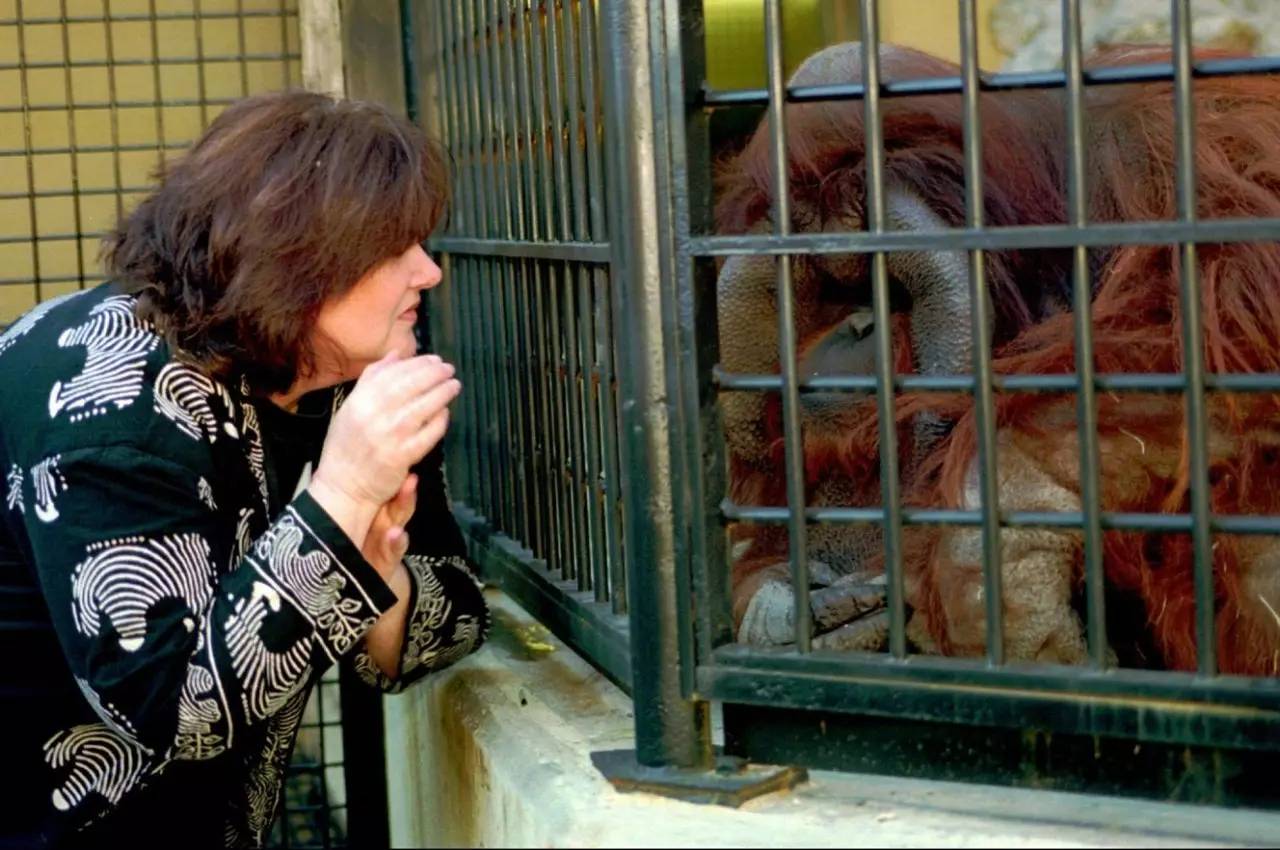 琳恩去亞特蘭大動物園看望夏特克,卻再也無法像以前那樣擁抱 圖據