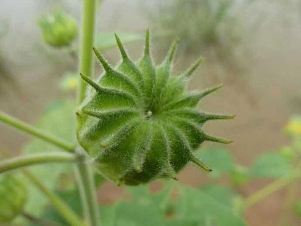 小的时候玩的捻捻转,很多人不知道,是利湿清热的草药!