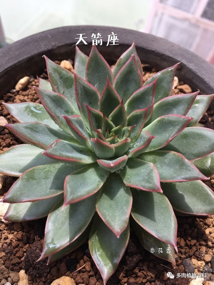 阳台室内养肉三年,对多肉的爱却只增不减!