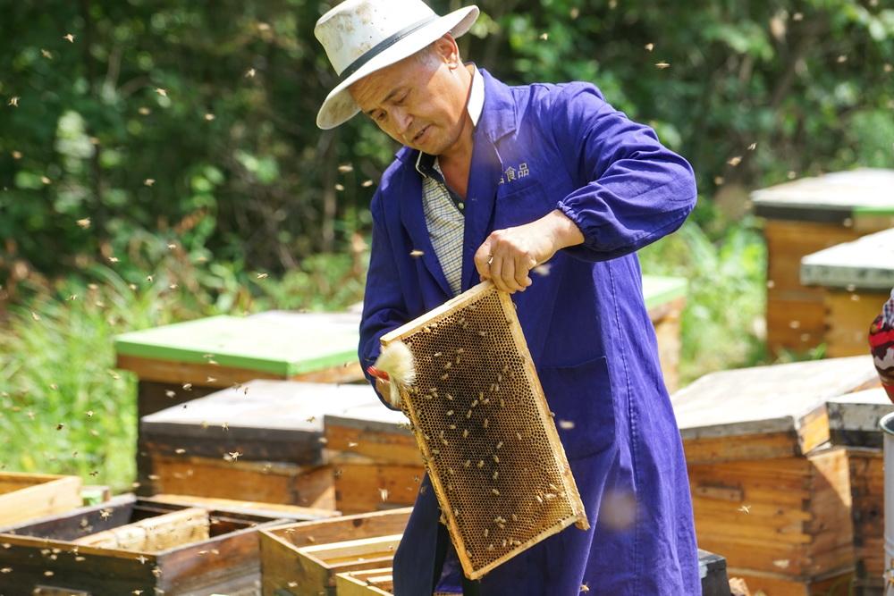 黑龙江畔养蜂人,优质椴树蜜只卖十几元,放蜂辛苦不挣钱