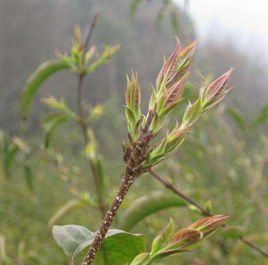 血栓最怕8种碱性食物, 每天吃点, 扫除血管垃圾血管不堵塞!