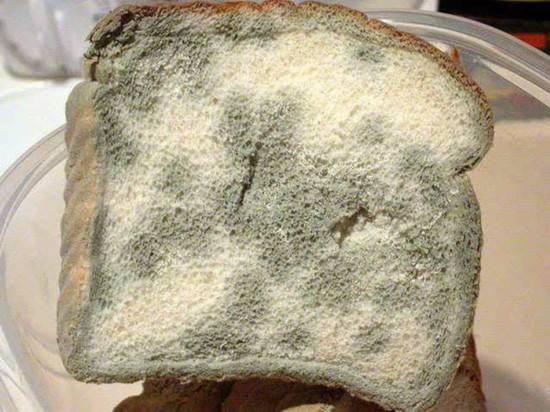 4, 最强致癌生物:黄曲霉素