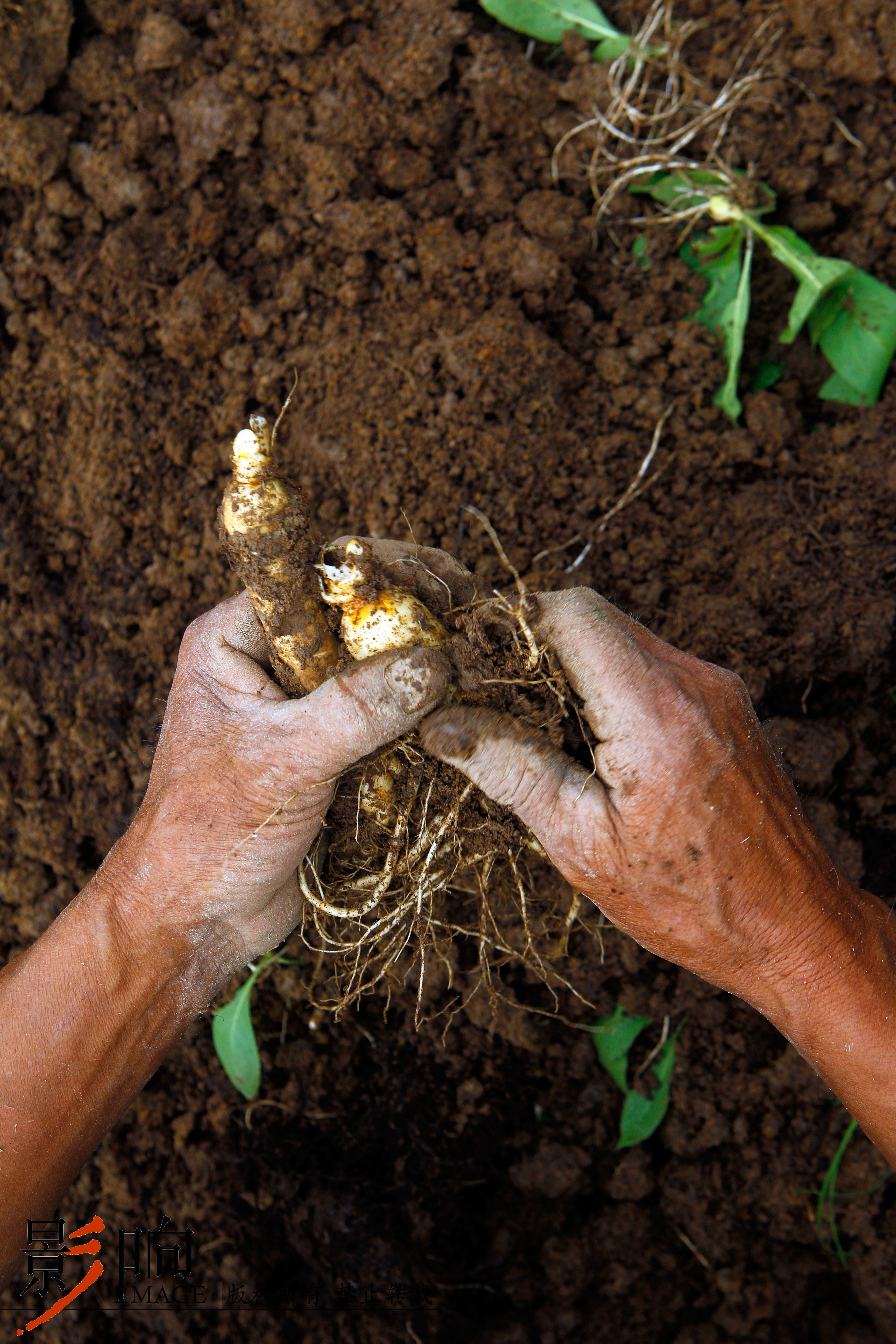 东北这个地方长白山人参比萝卜都多都大
