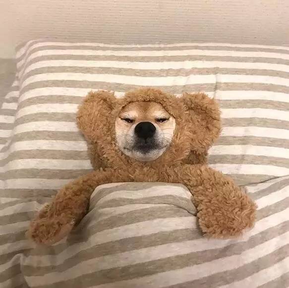 一只很喜欢睡觉觉的萌柴盖着被子露出小脚丫萌化了