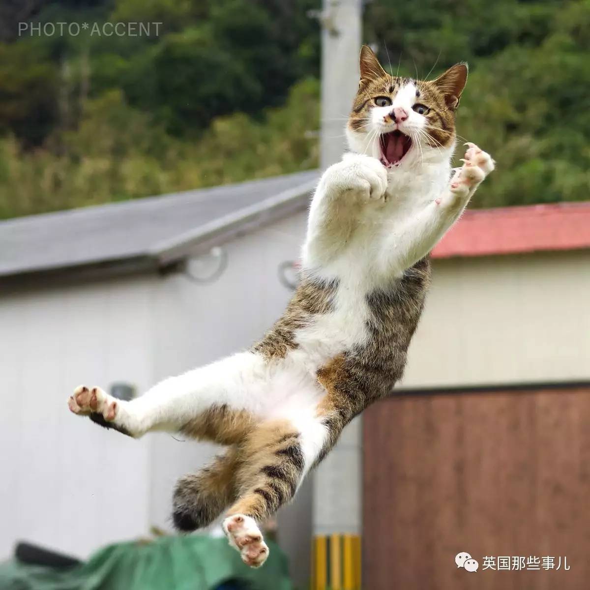在这个日本摄影师的镜头下,猫咪个个都是武林高手看这拳法,你怕了吗