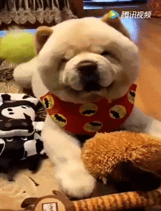 养了这么年松狮,才知道它原来长这样!