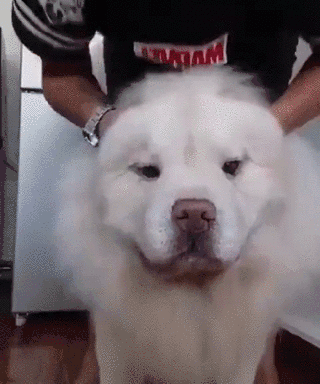 320_384gif 动态图 动图