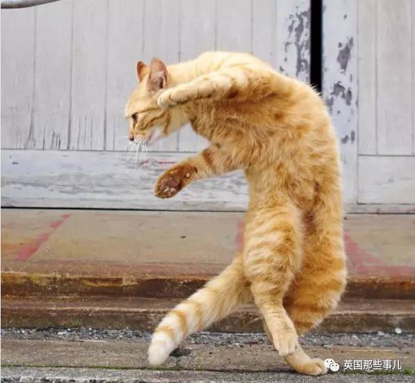 在这个日本摄影师的镜头下,猫咪个个都是武林高手.看这拳法,你怕了吗