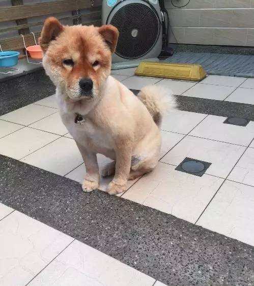 养了这么年松狮,才知道它原来长这样!