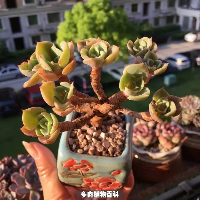 多肉亦如此!
